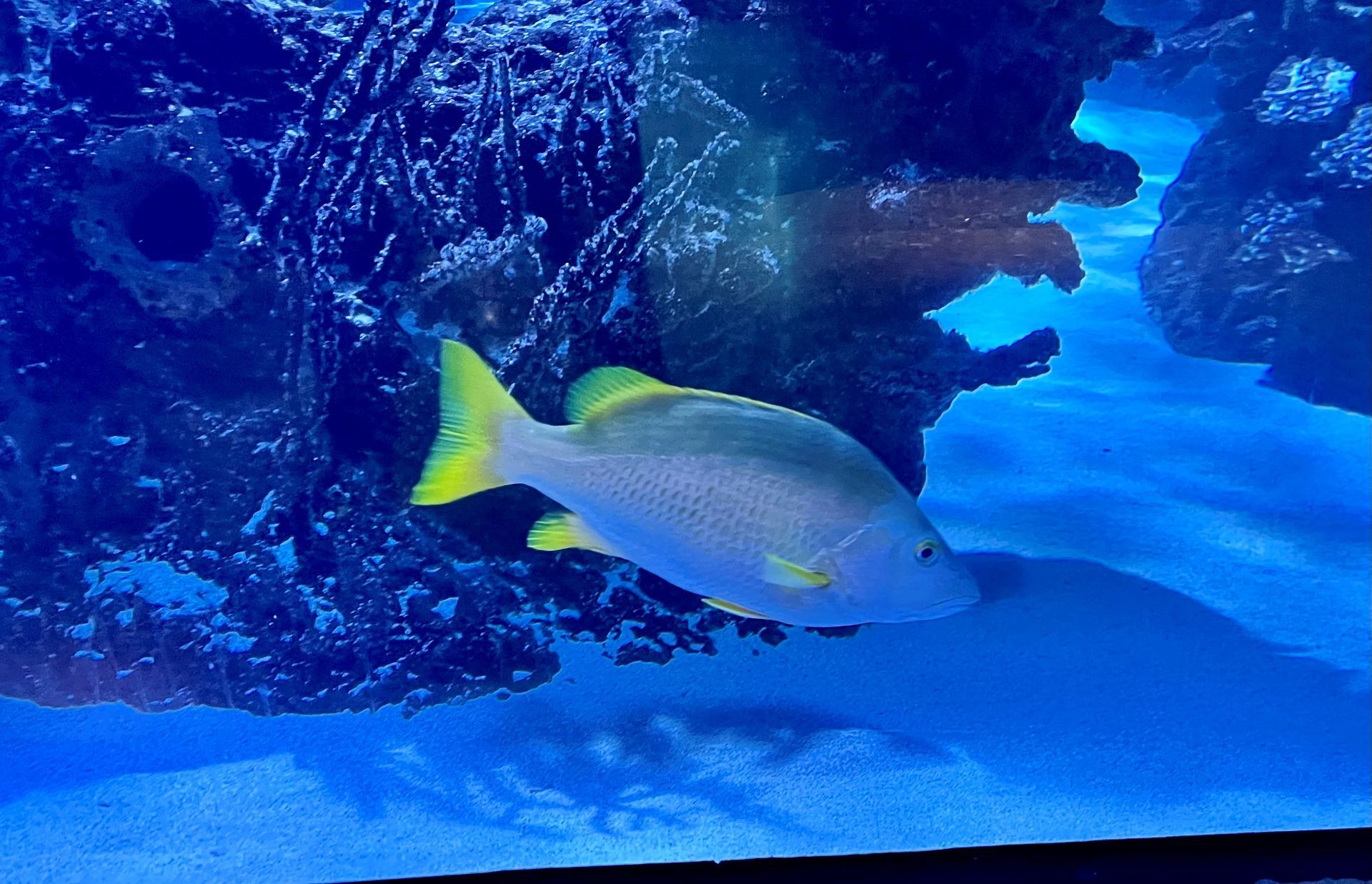 A fish with a yellow tail is swimming in a tank