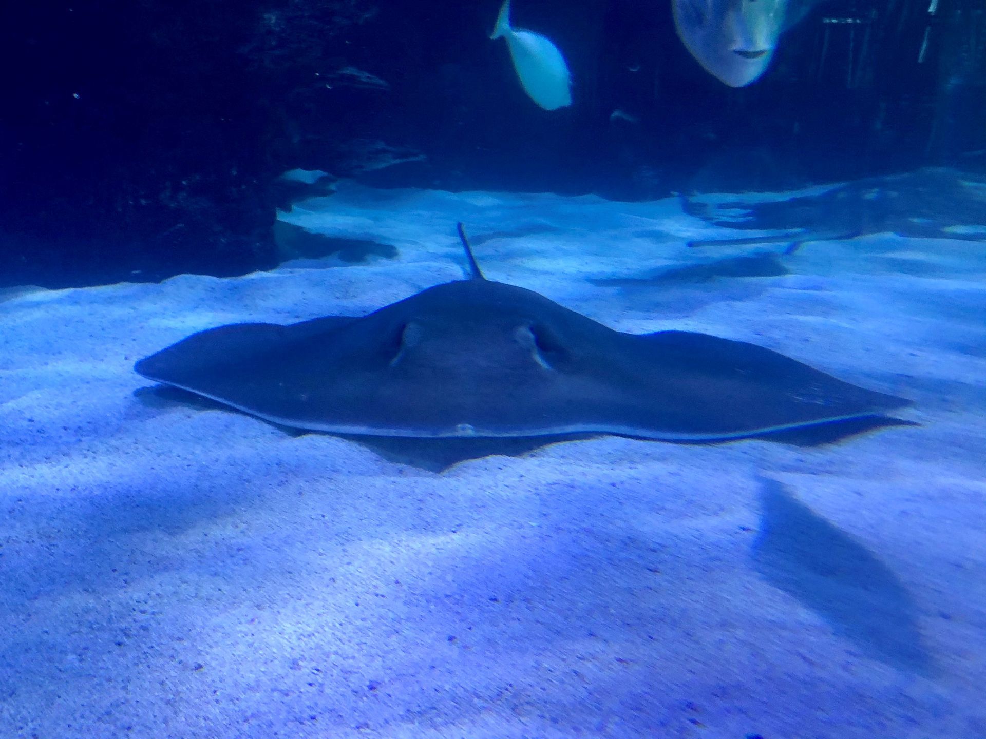 A stingray is swimming in a tank with other fish