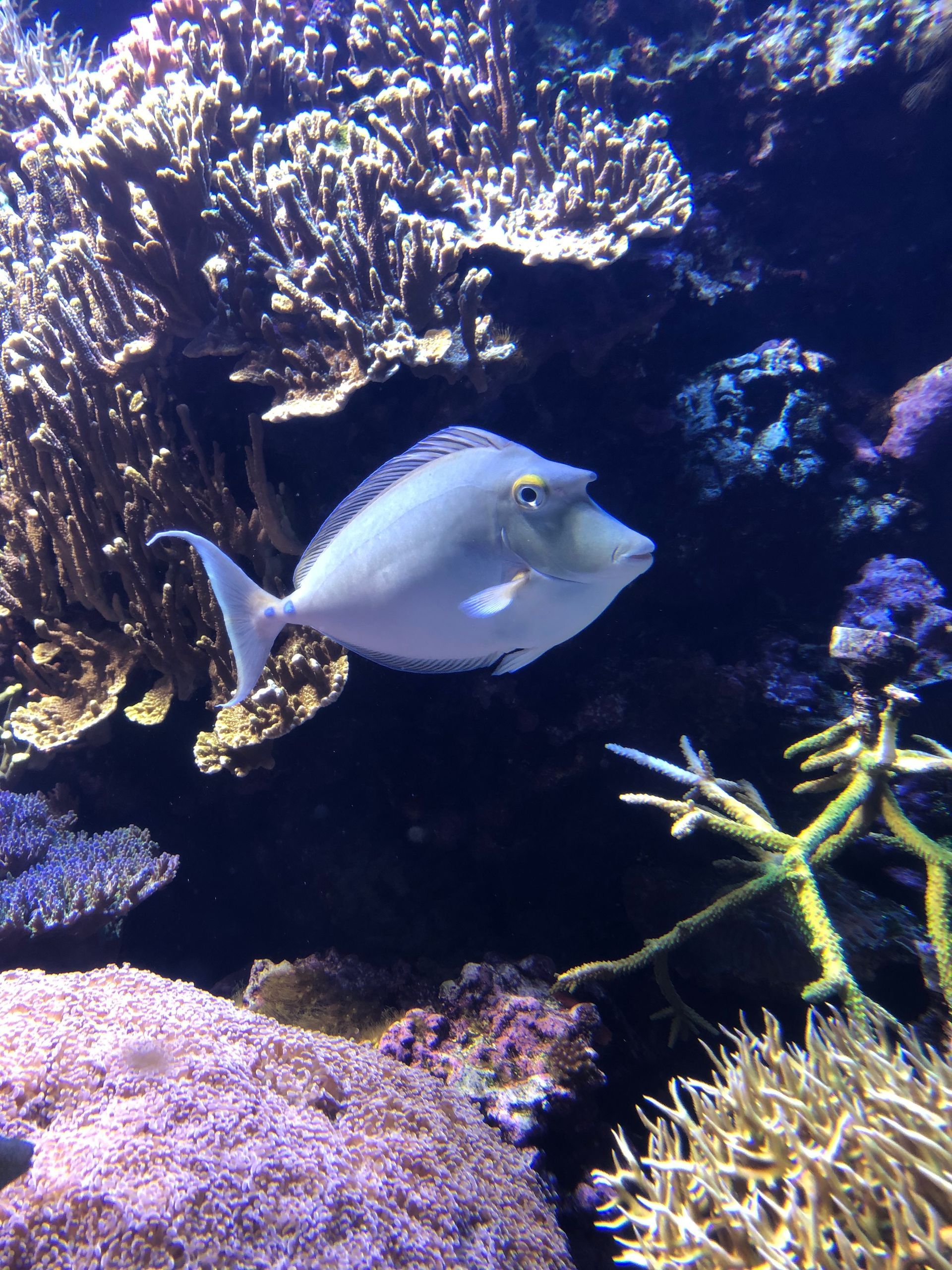 A white fish with a stern forhead is swimming in the water near a coral reef