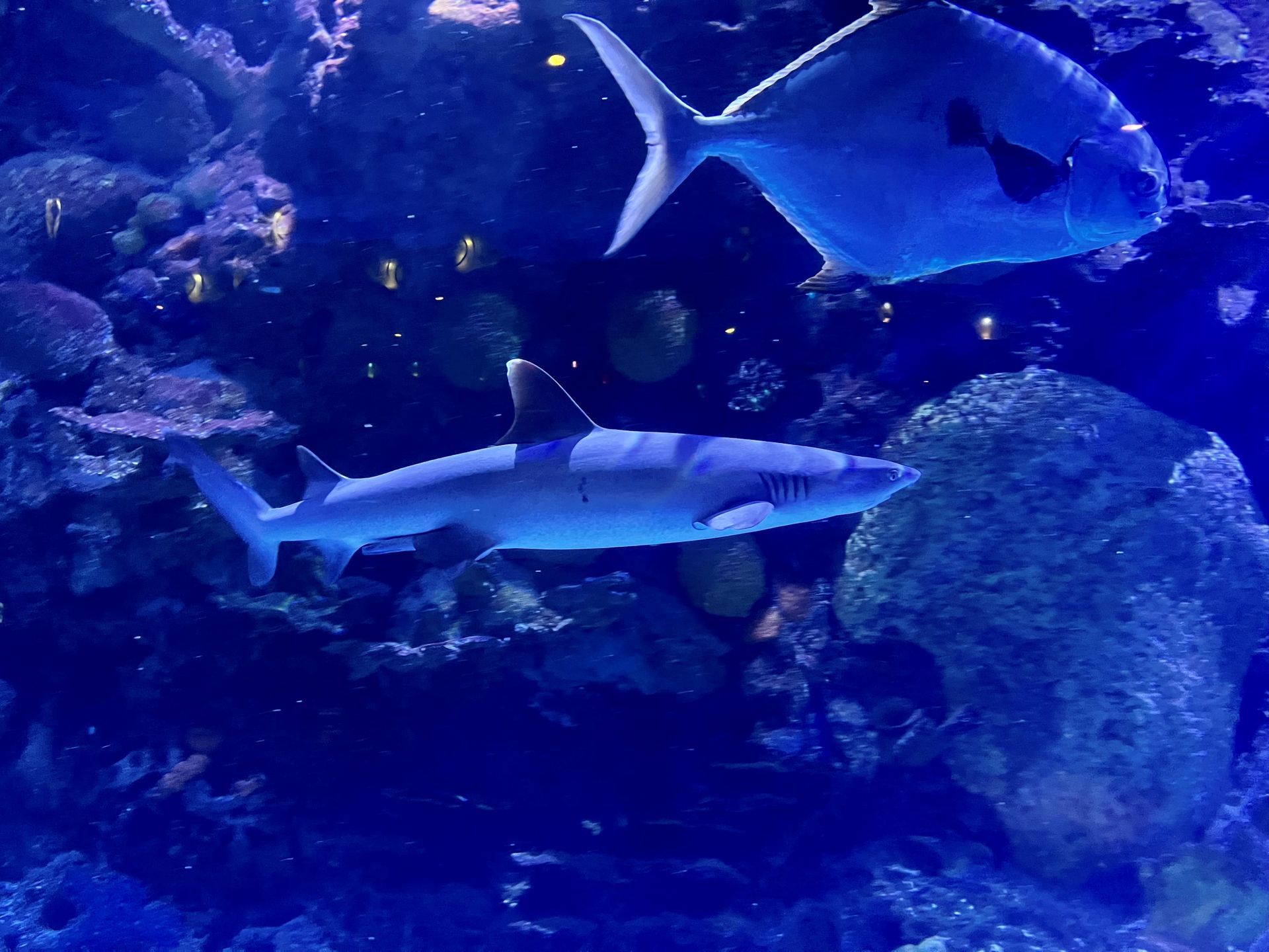 A shark and a fish are swimming in a tank