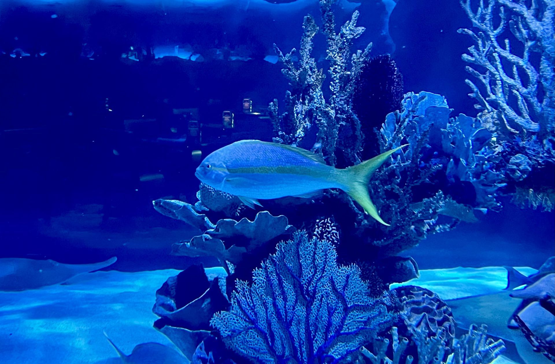 A fish with a yellow tail is swimming in a coral reef