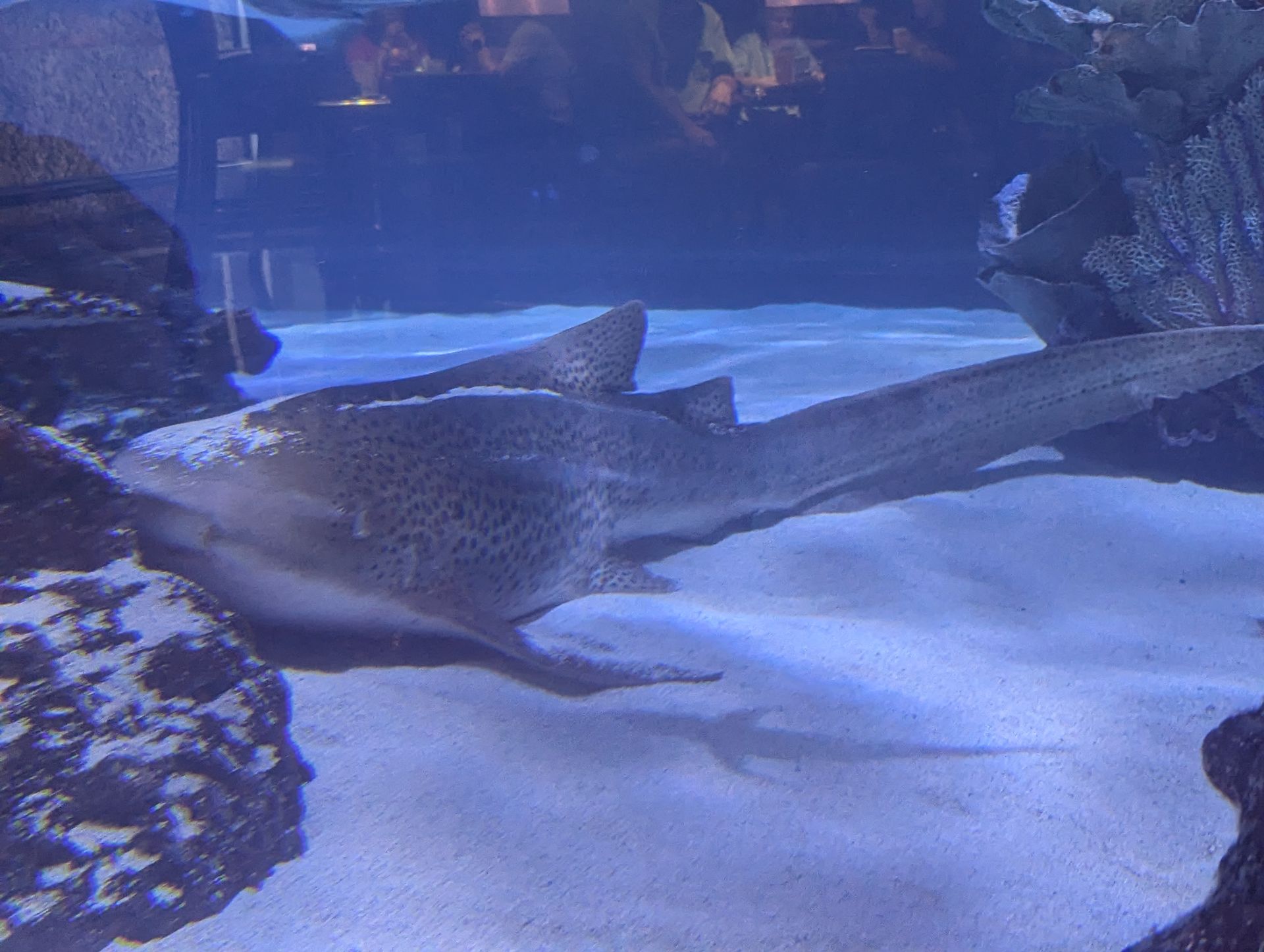 A shark is swimming in a tank of water