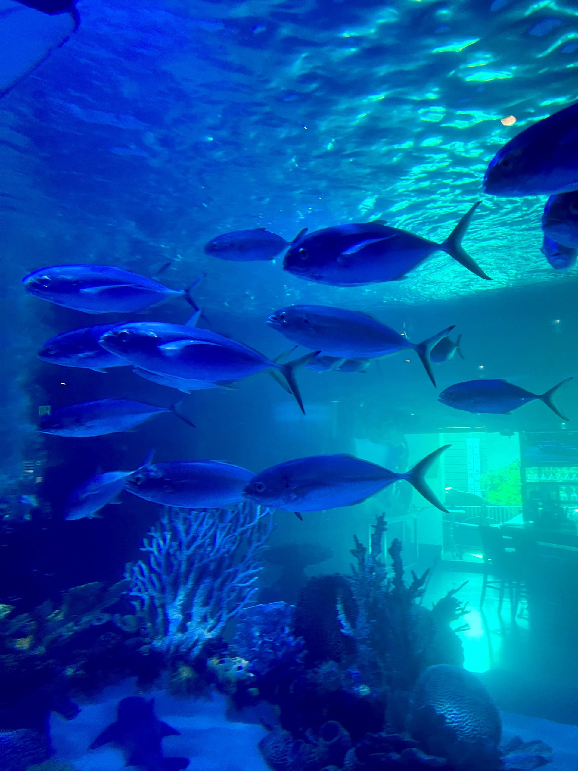 A group of fish are swimming in a large aquarium
