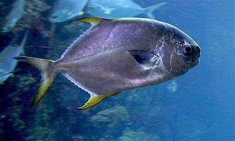 A silver fish with a yellow tail is swimming in the water