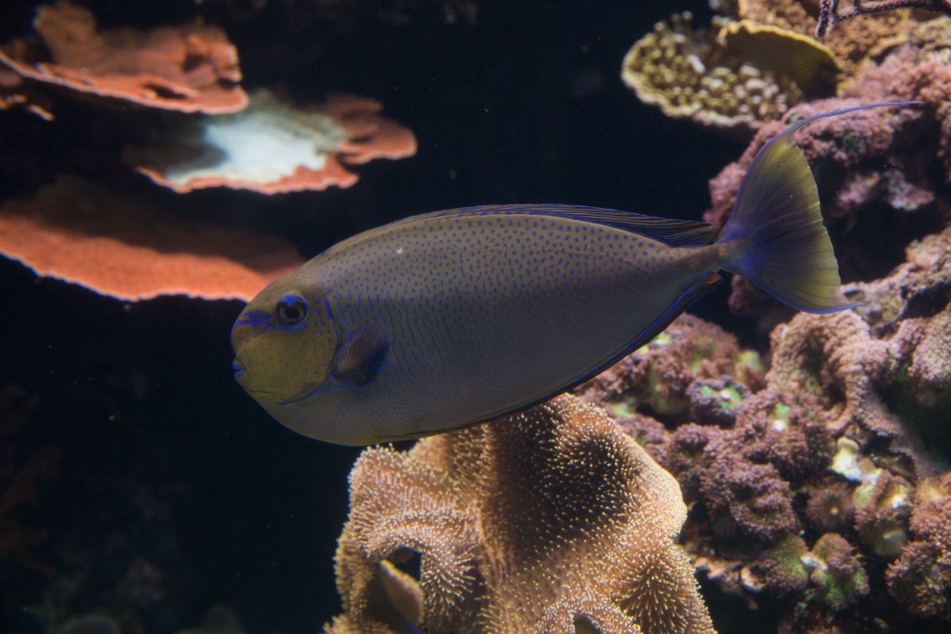 A fish with a yellow tail is swimming in a coral reef