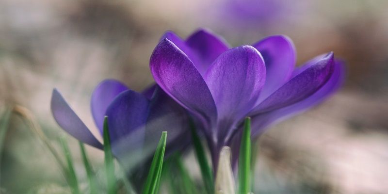 cremation services in Brea, CA