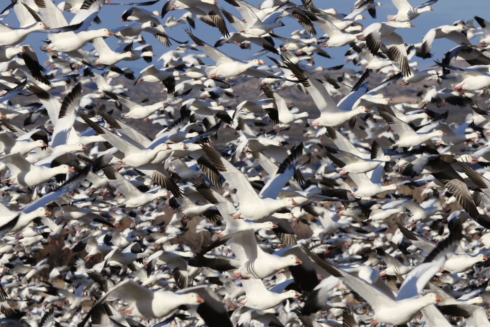 A large flock of birds are flying in the sky