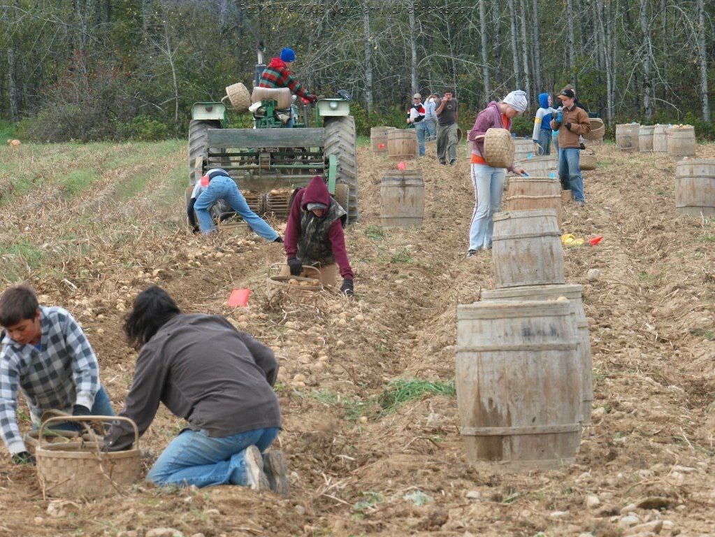 A group of people are working in a field with barrels.