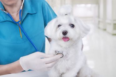 Veterinarian examines small cute white Maltese puppy with stethoscope