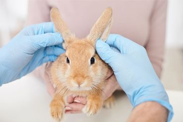 Professional male vet is analyzing animal health