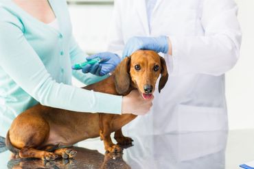 Veterinarian doctor dachshund dog at vet clinic
