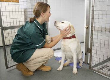 Veterinary nurse checking sick animals