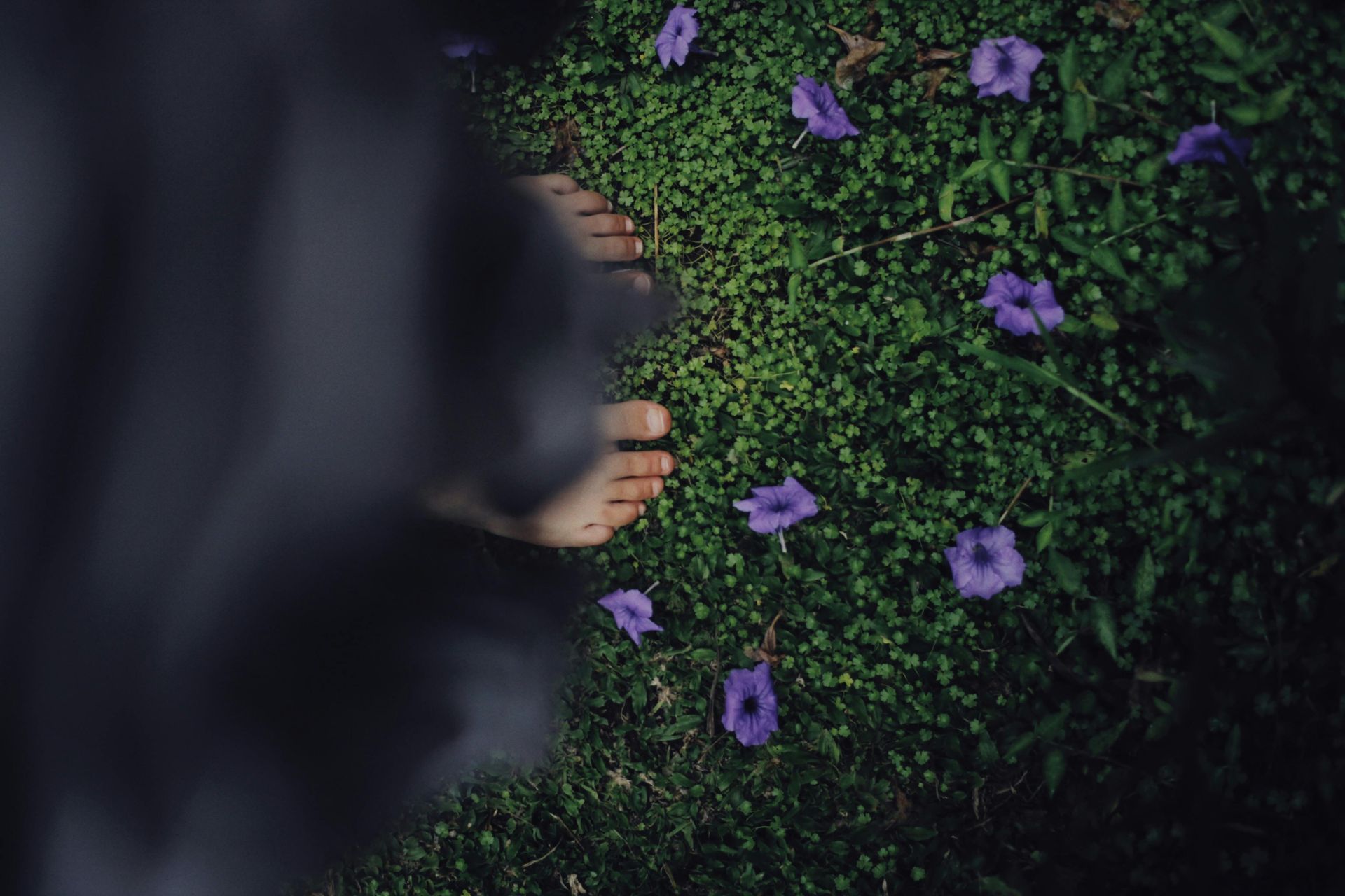 Hand reaching toward purple flowers blooming in dark green moss
