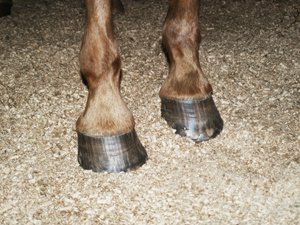 Horses hooves