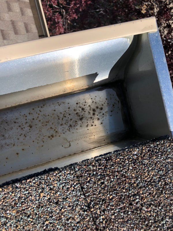 A close-up of a dirty metal rain gutter on a shingled roof. Black spots and debris fill the gutter.