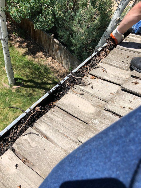Person cleaning a debris-filled gutter on a wooden shingle roof, view overlooking a yard with a wooden fence and tree.