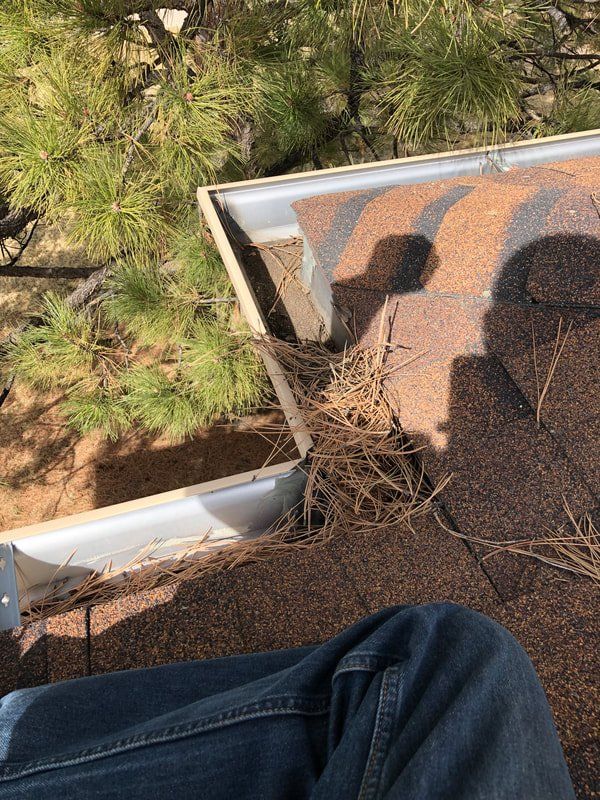 Roof gutter filled with pine needles, near a pine tree. A person's legs are visible.