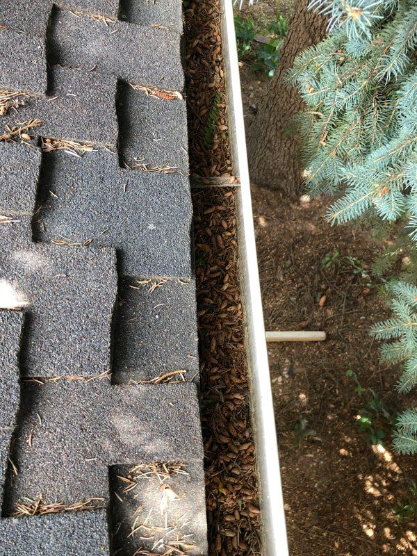 Roof shingles, a filled gutter, and a tree branch along a building's edge.