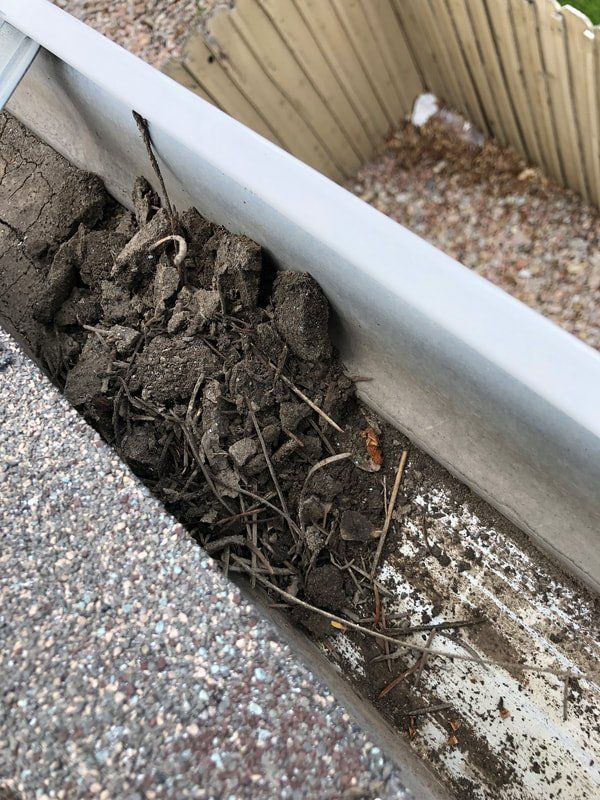 Gutter filled with dirt and debris, resting on a shingled roof with a wooden fence in the background.