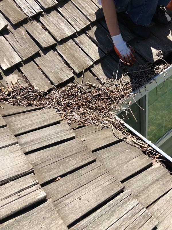Person clearing bird nest from a gutter on a shingled roof.