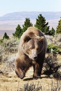 a large brown bear is walking through a field .