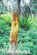 Claw Marks