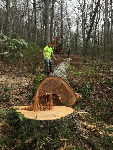A man is standing next to a large tree stump in the woods.