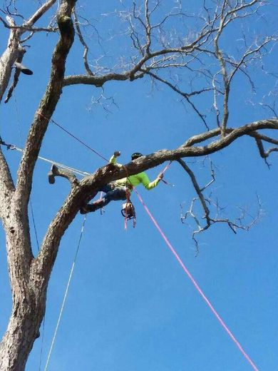 A person is hanging upside down from a tree branch