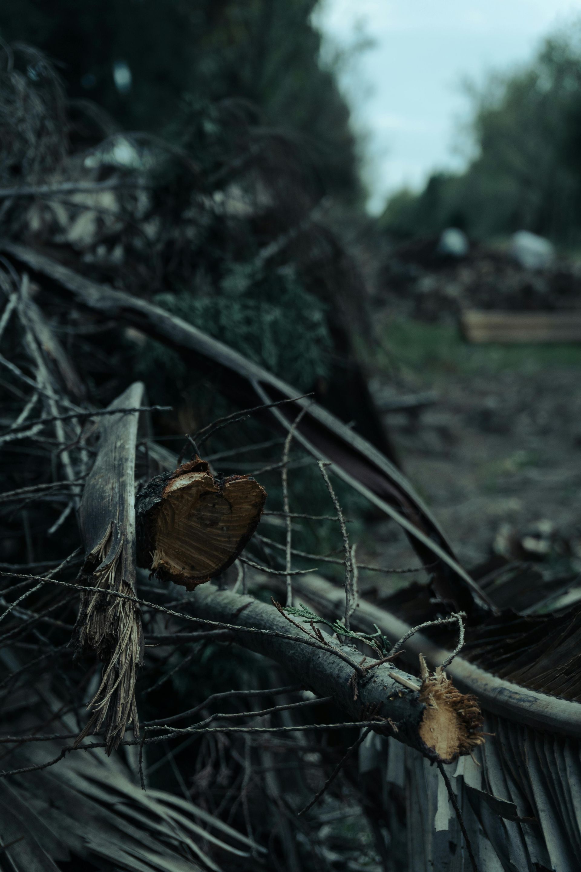A pile of wood and barbed wire in a dark forest.