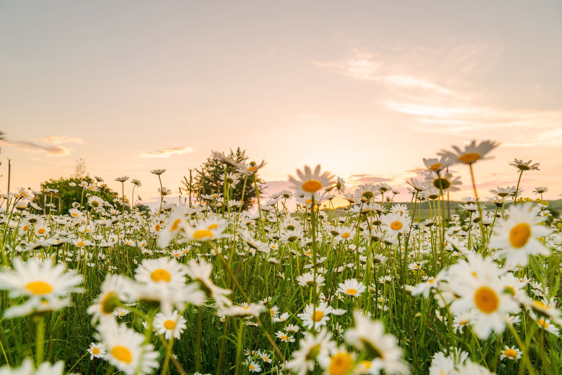 A field of white daisies with yellow centers under a soft, golden sunset sky.