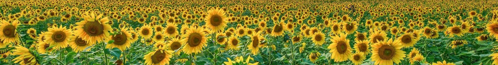 a bunch of sunflowers are growing in a field .