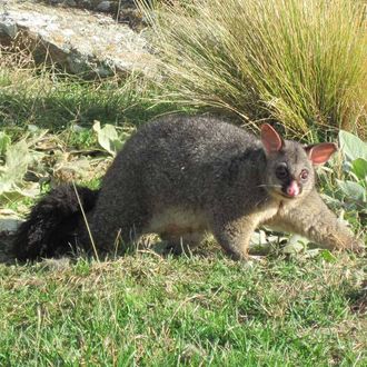 Possum eradication in Dunedin