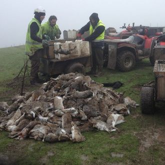 Rabbit eradication in Dunedin