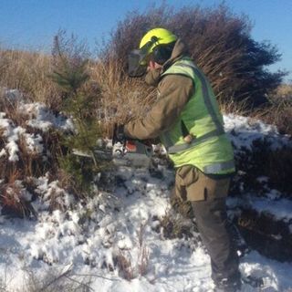 Wilding pine control in Dunedin