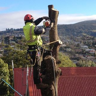 Arboriculture work in Dunedin