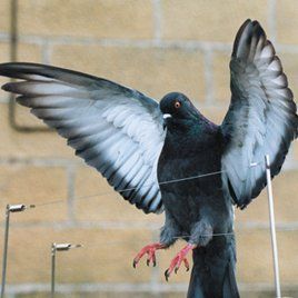 Bird control in Dunedin