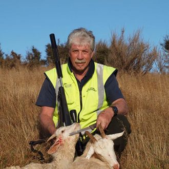 Goat control in Dunedin