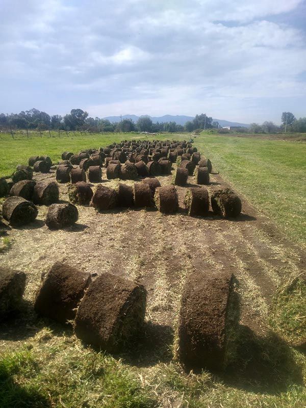 PALAPAS Y JARDINES