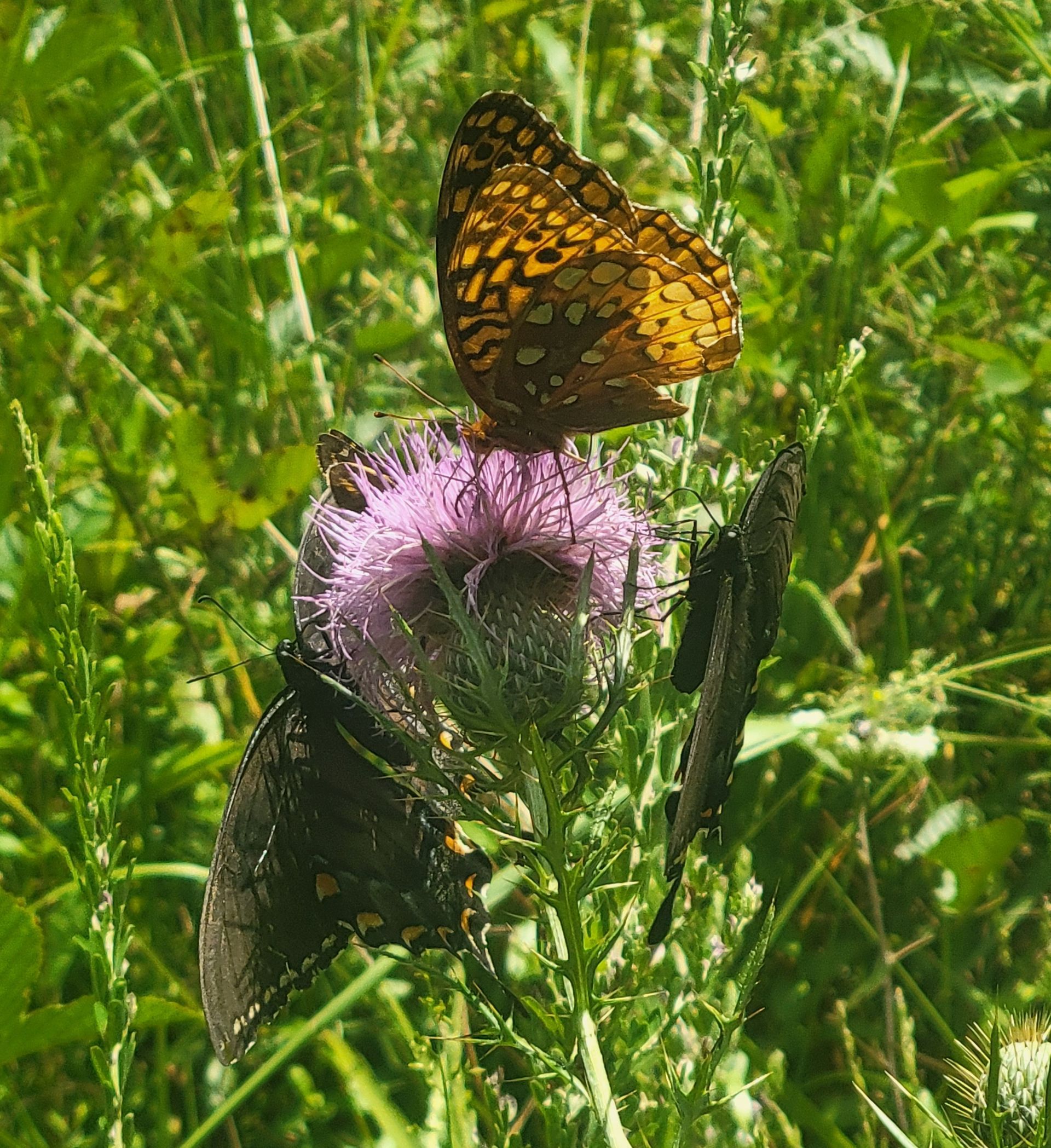 Three butterflies sharing one thistle
