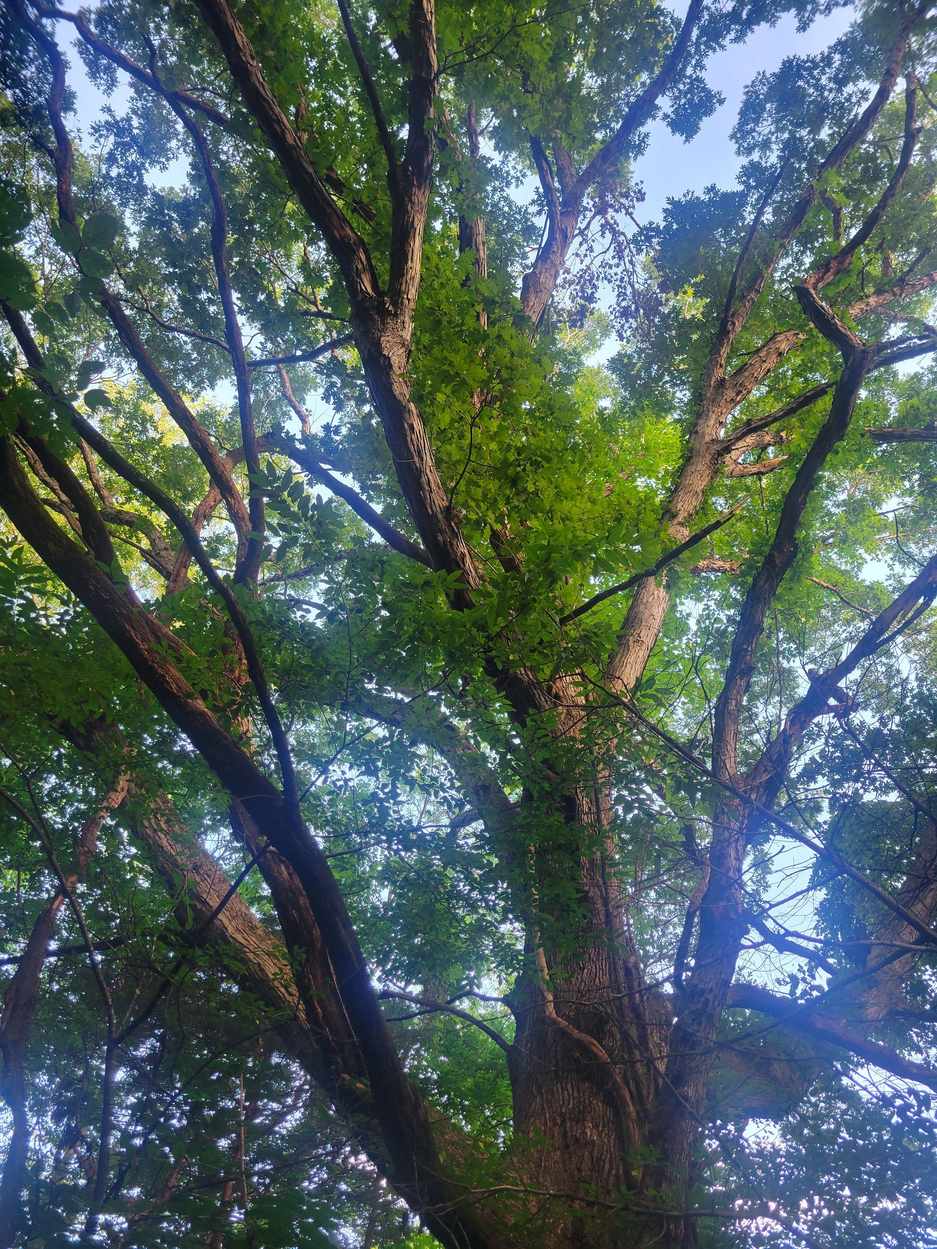 white oak tree