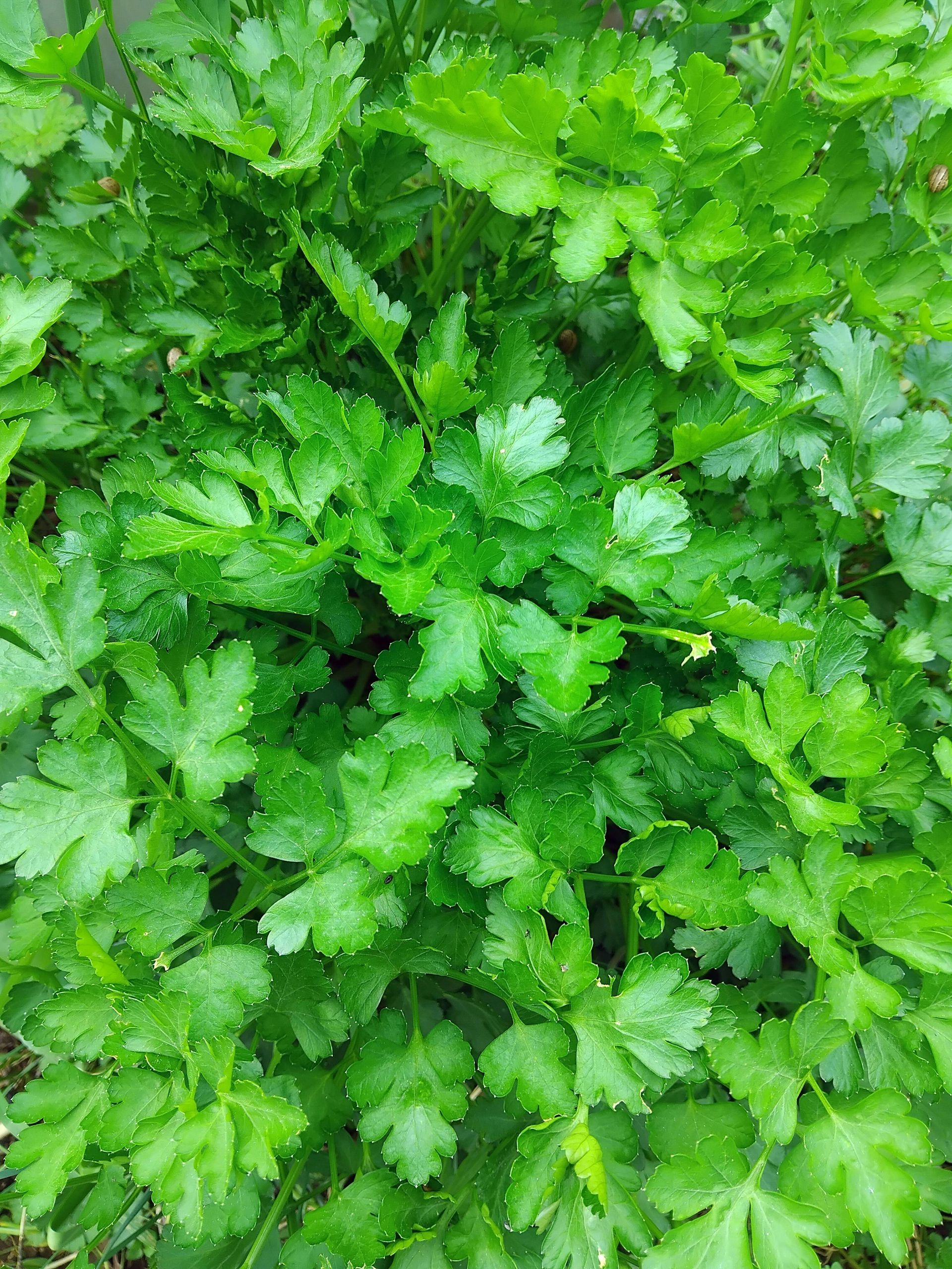 Photo of flat-leaf parsley