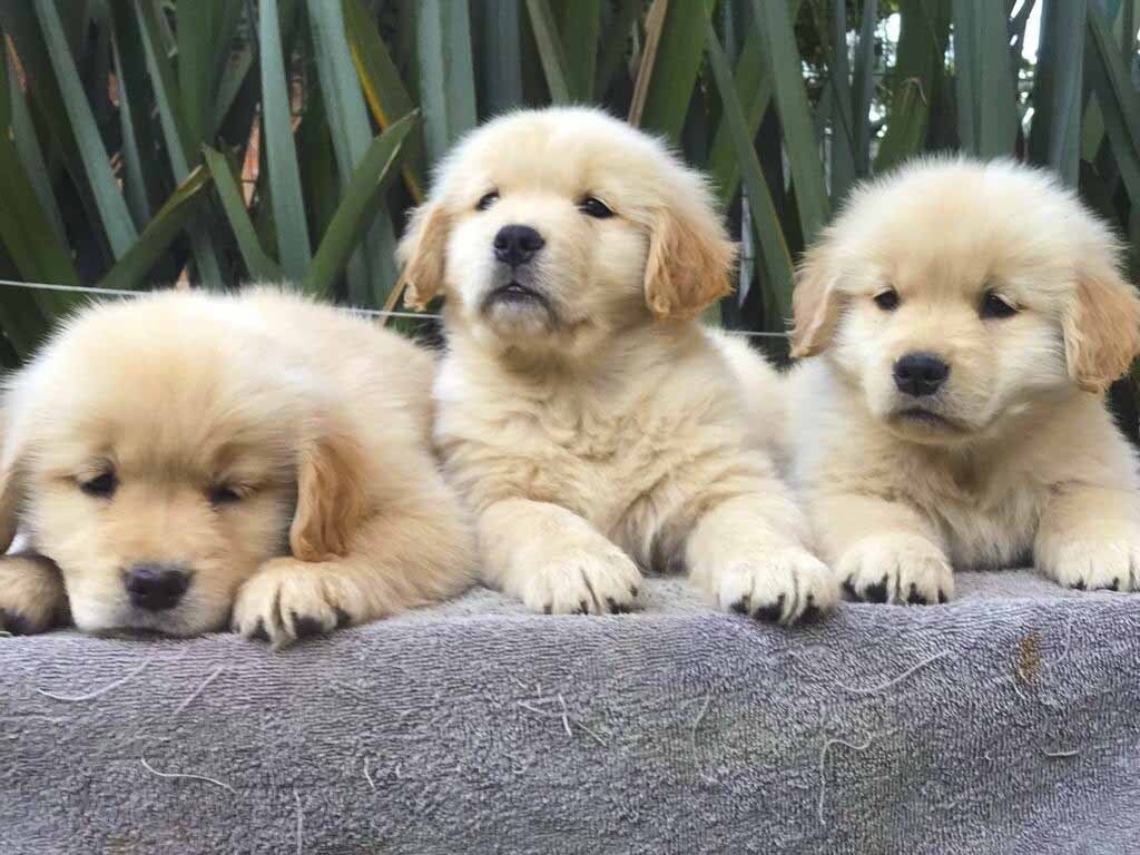 criadero de golden retriever