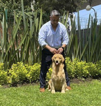 criadero de golden retriever