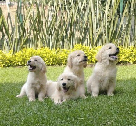 criadero de golden retriever