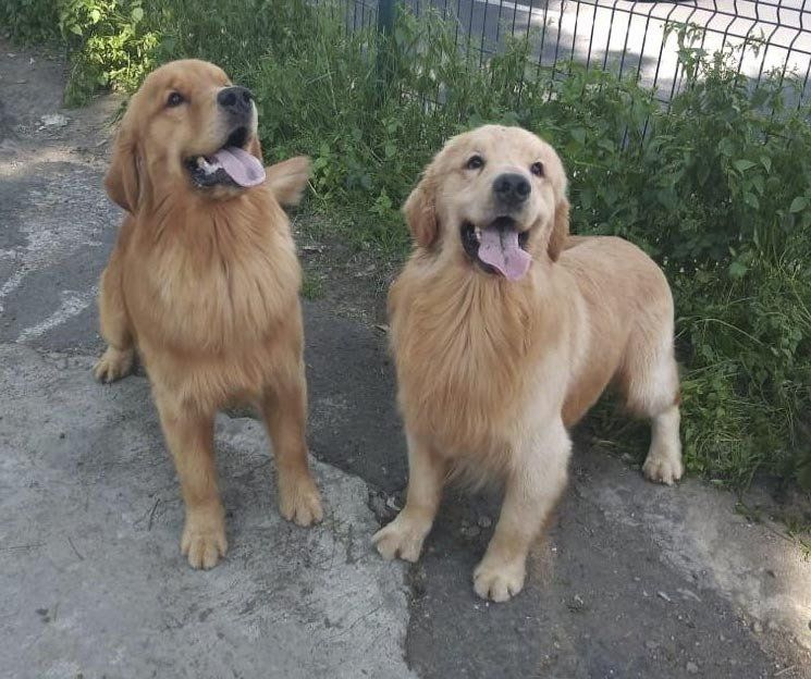 criadero de golden retriever