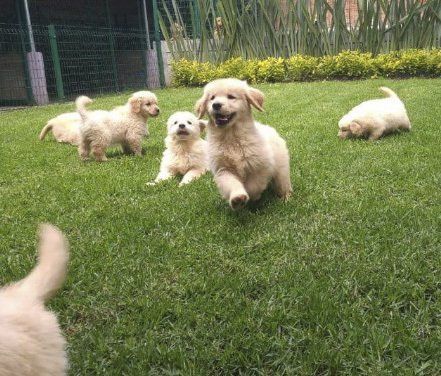 criadero de golden retriever
