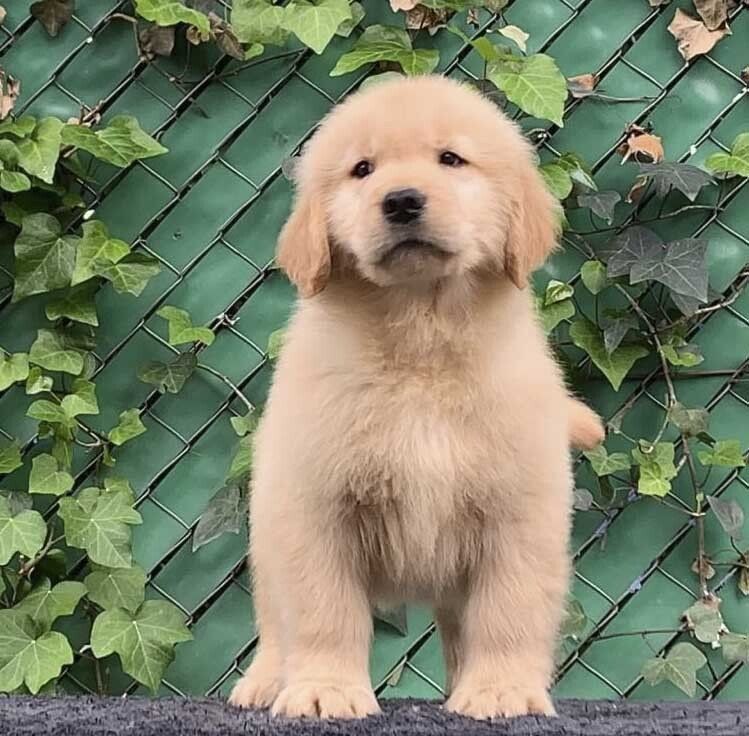criadero de golden retriever