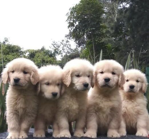 criadero de golden retriever