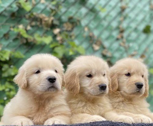 criadero de golden retriever