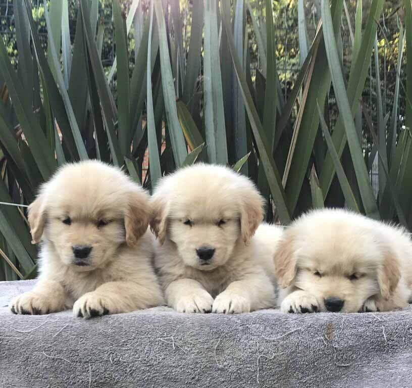 criadero de golden retriever